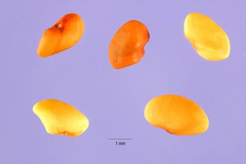 Representative photograph of alfalfa seeds