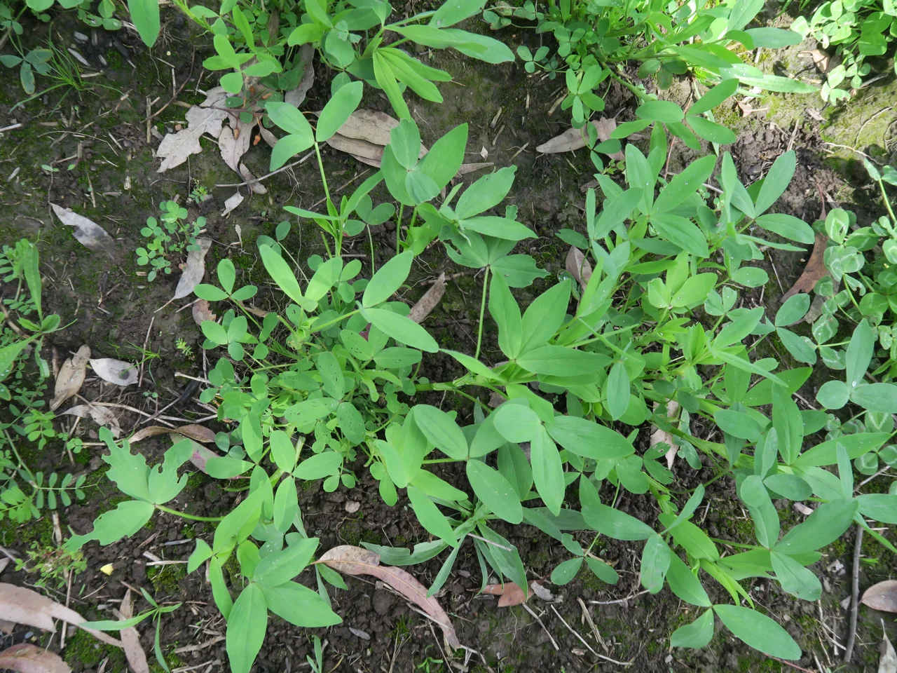 Representative photograph of berseem fodder crop