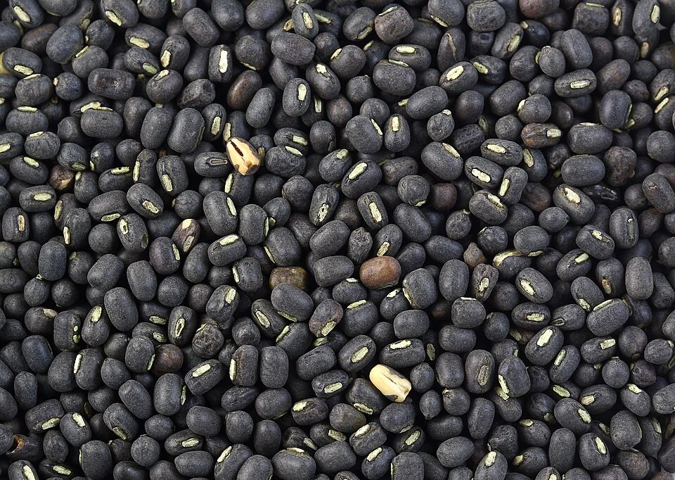 Representative photograph of black gram