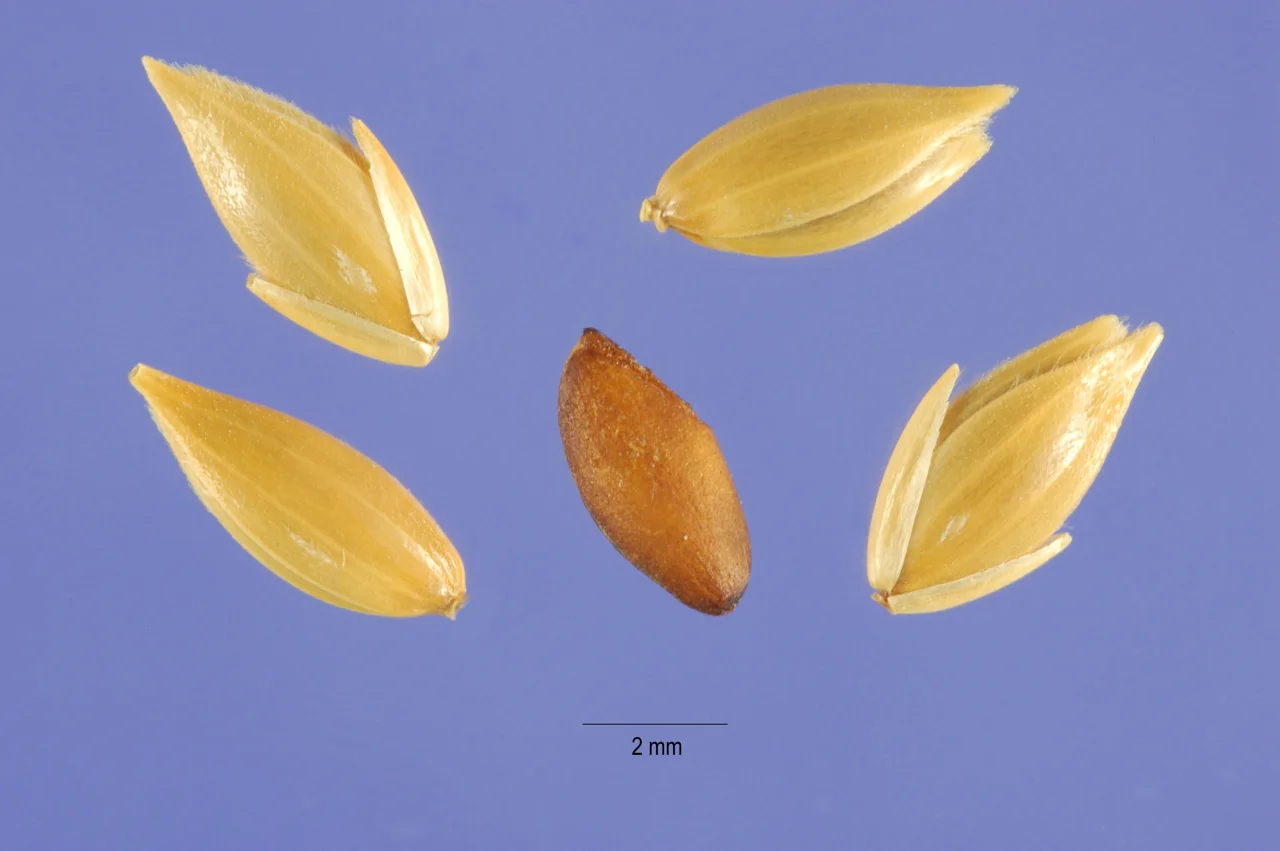 Representative photograph of canary seeds