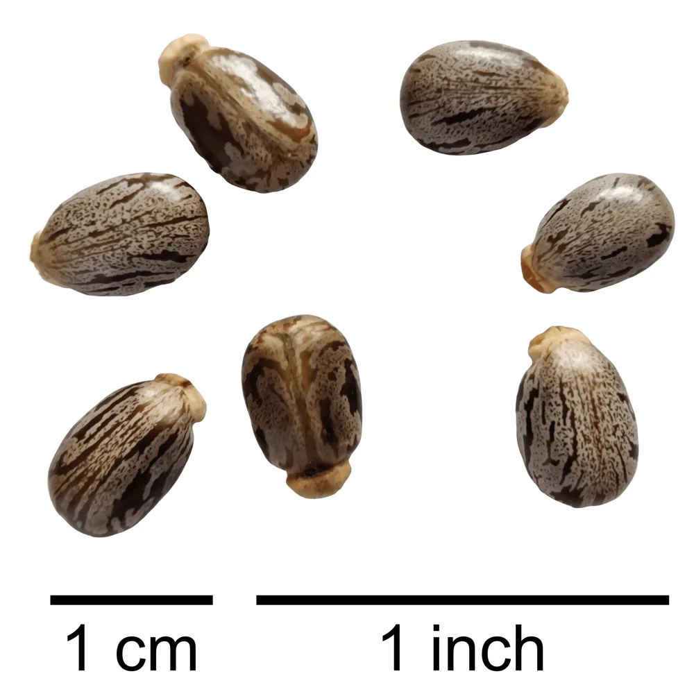Representative photograph of castor seeds