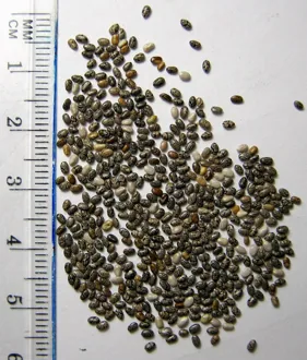 Representative photograph of chia seeds