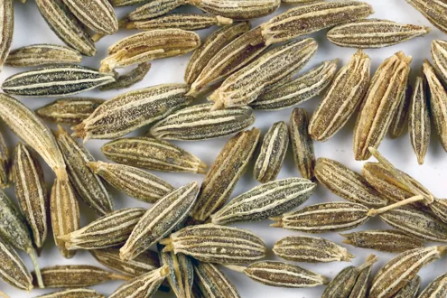 Representative photograph of cumin seeds