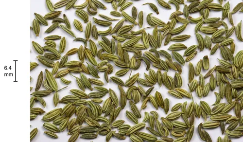 Representative photograph of fennel seeds