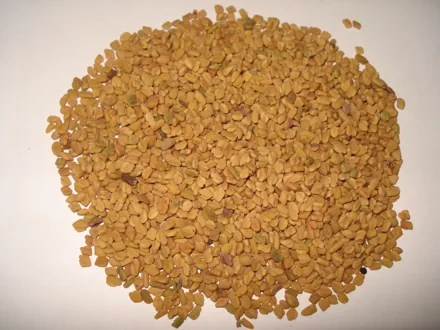 Representative photograph of fenugreek seeds