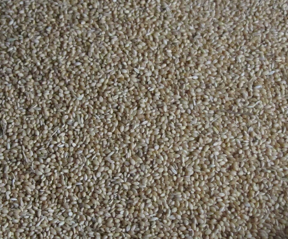 Representative photograph of foxtail millet