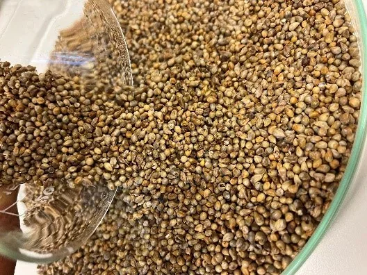 Representative photograph of pearl millet grain