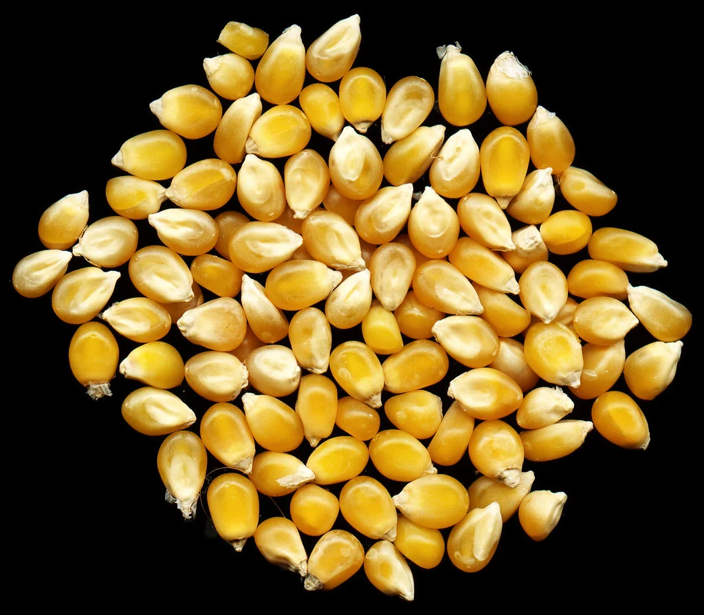 Representative photograph of maize kernels