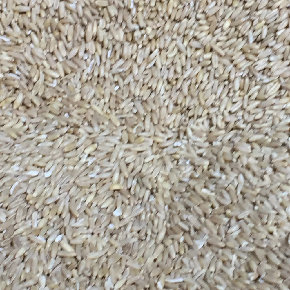 Representative photograph of oats