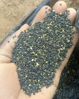 Representative photograph of onion seeds