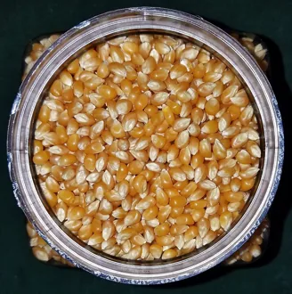 Representative photograph of popcorn