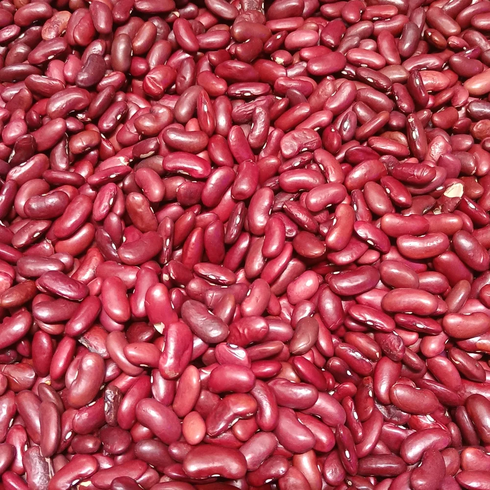 Representative photograph of red kidney beans
