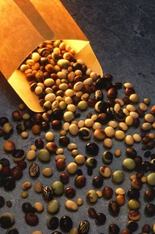 Representative photograph of soybean