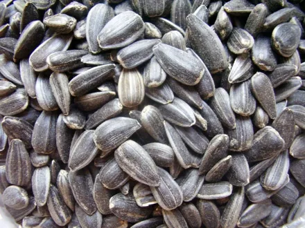 Representative photograph of sunflower seeds