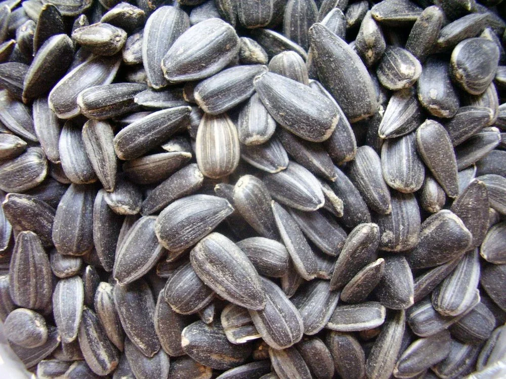 Representative photograph of sunflower seeds